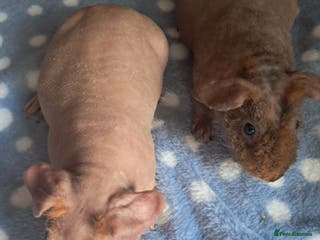 Guinea Pig rodents BEAUTIFUL SELECTION OF SKINNY PIG BOARS - Advert 1