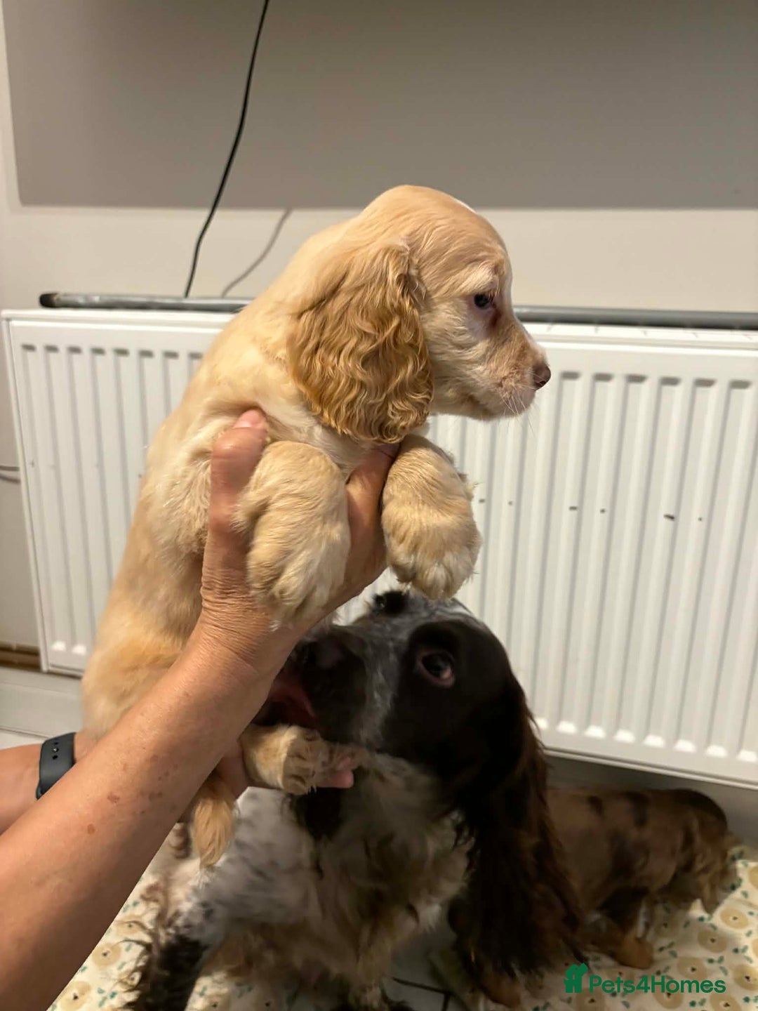Cocker Spaniel dogs for sale: KC reg parents DNA health tested “show type”   - Advert 13