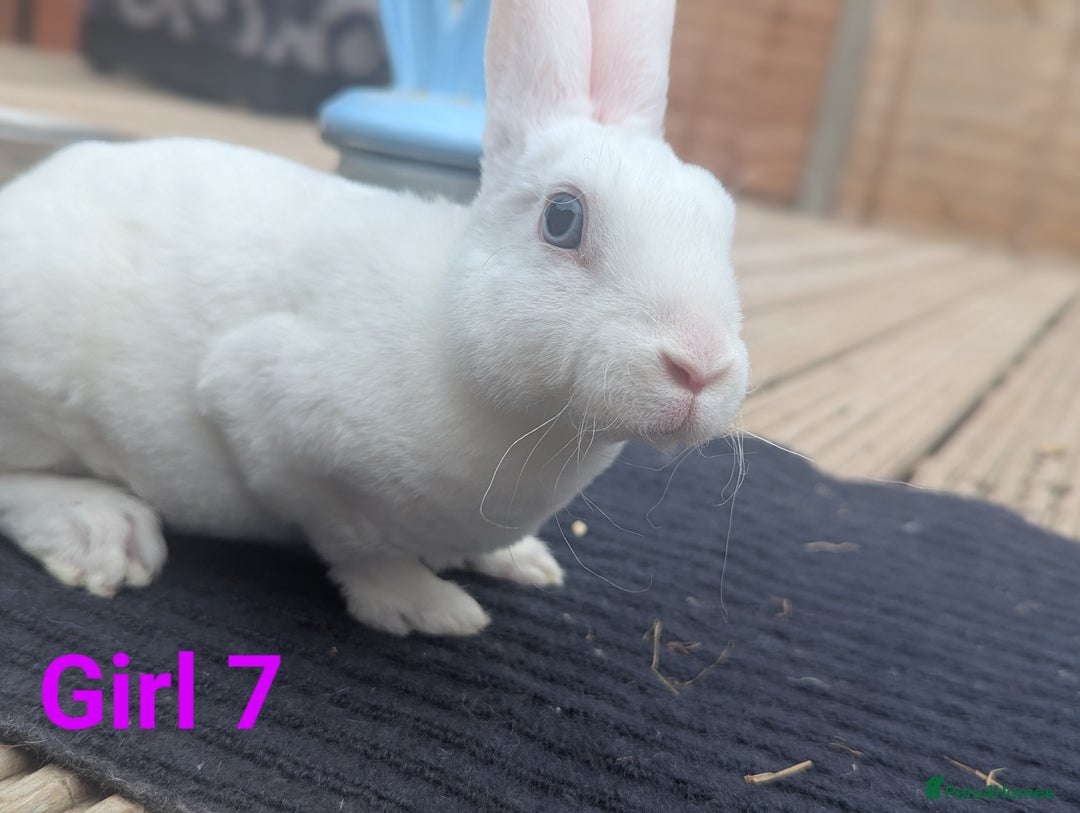 Rex rabbits for sale: Mini rex rabbit for sale - Image 26
