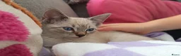 Ojos Azules cats for sale: Gorgeous Girl! Blue Eyed Kitten  - Advert 1