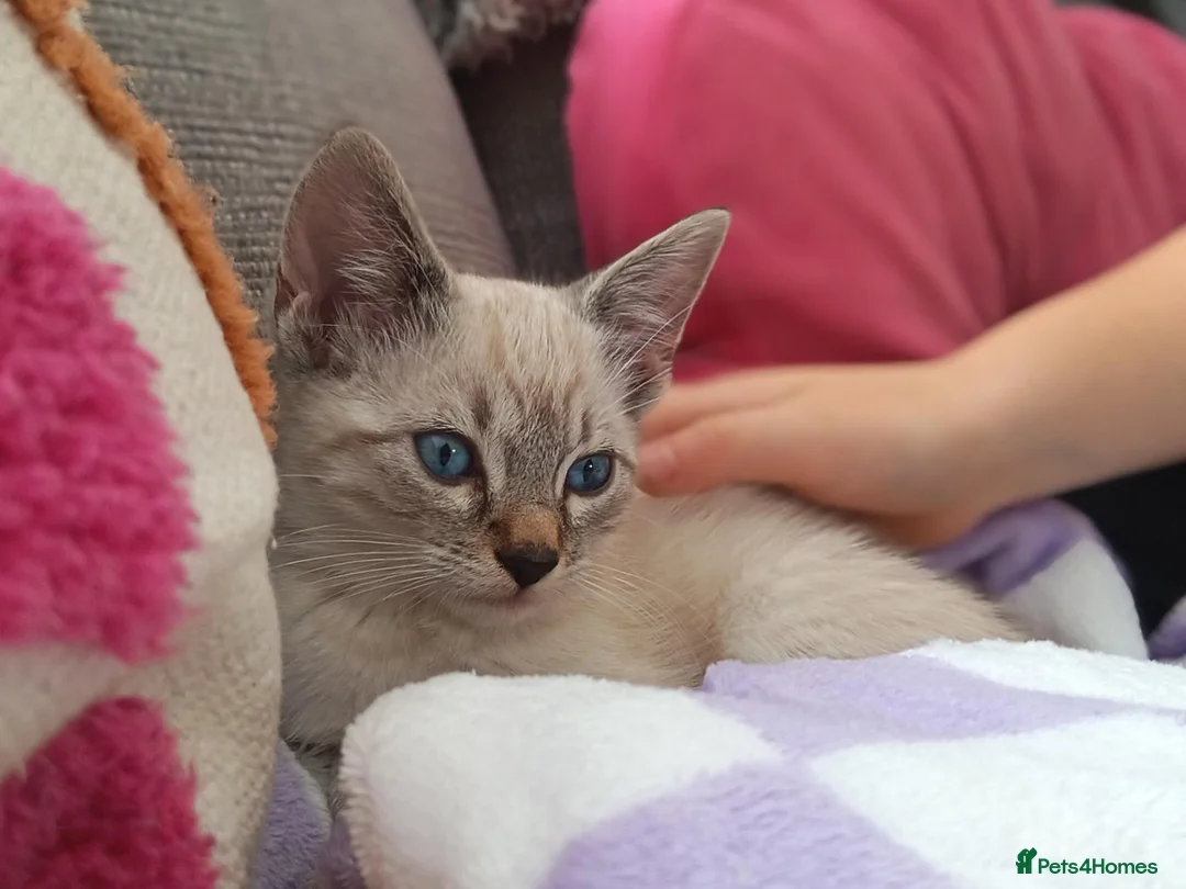 Ojos Azules cats for sale: Gorgeous Girl! Blue Eyed Kitten  - Advert 1