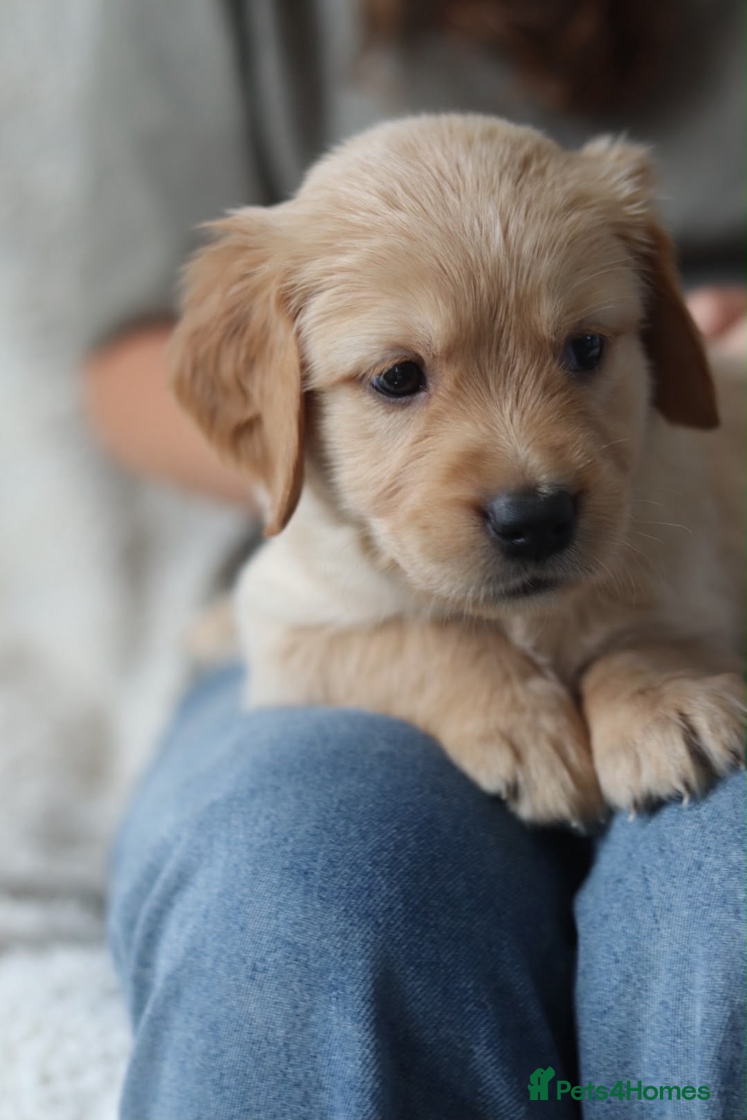 Golden Retriever dogs Golden Retriever KC registration Puppies ⭐️ - Advert 2
