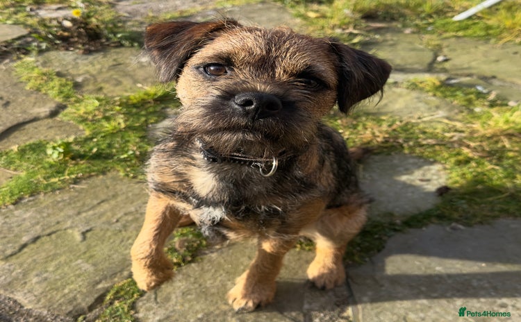 Border Terrier dogs in Laurencekirk - Advert 3