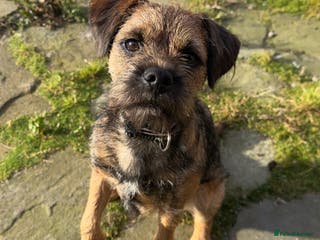 Border Terrier dogs SLEM Clear - KC Registered Stud Dog in Laurencekirk - Advert 1
