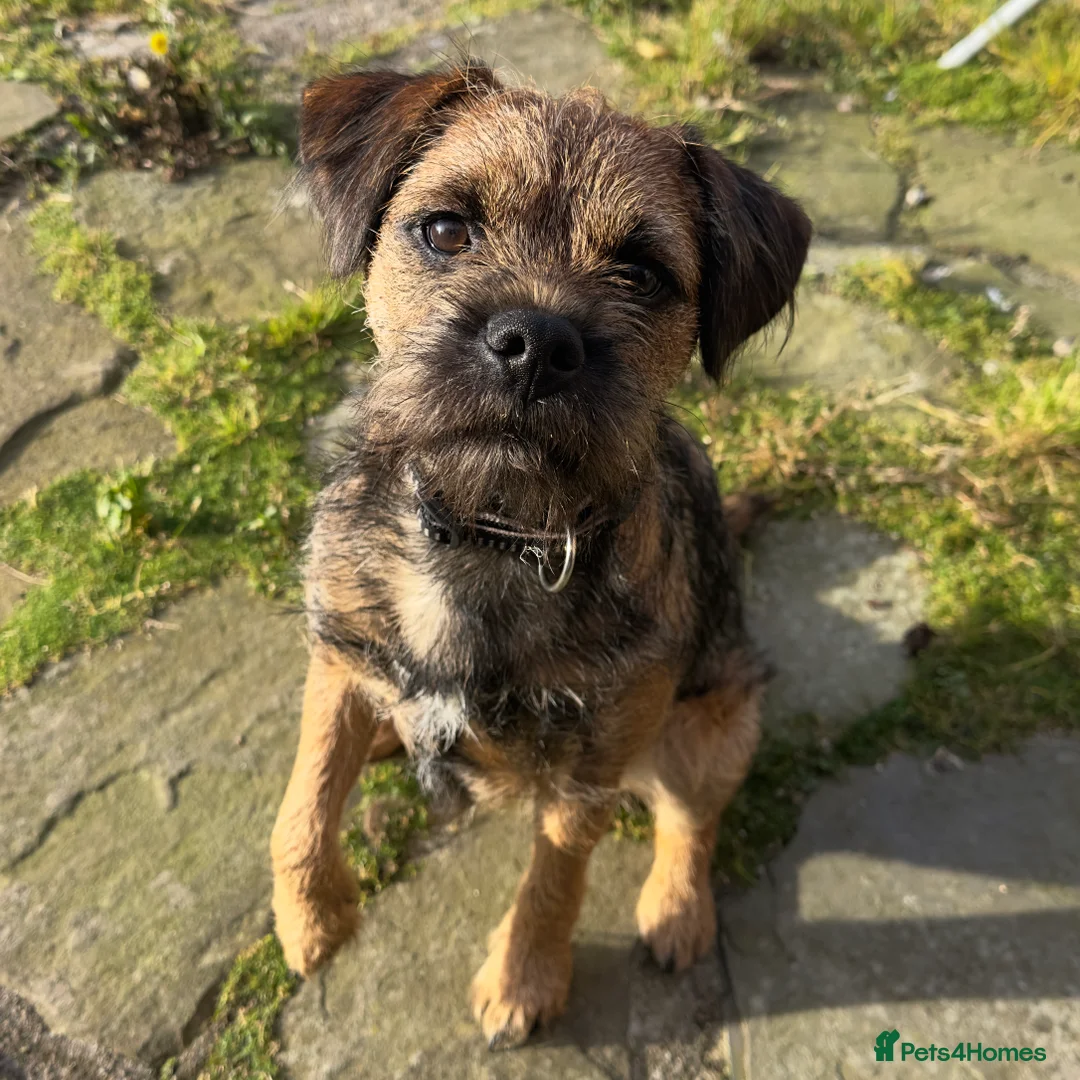 Border Terrier dogs for stud: SLEM Clear - KC Registered Stud Dog in Laurencekirk - Advert 1