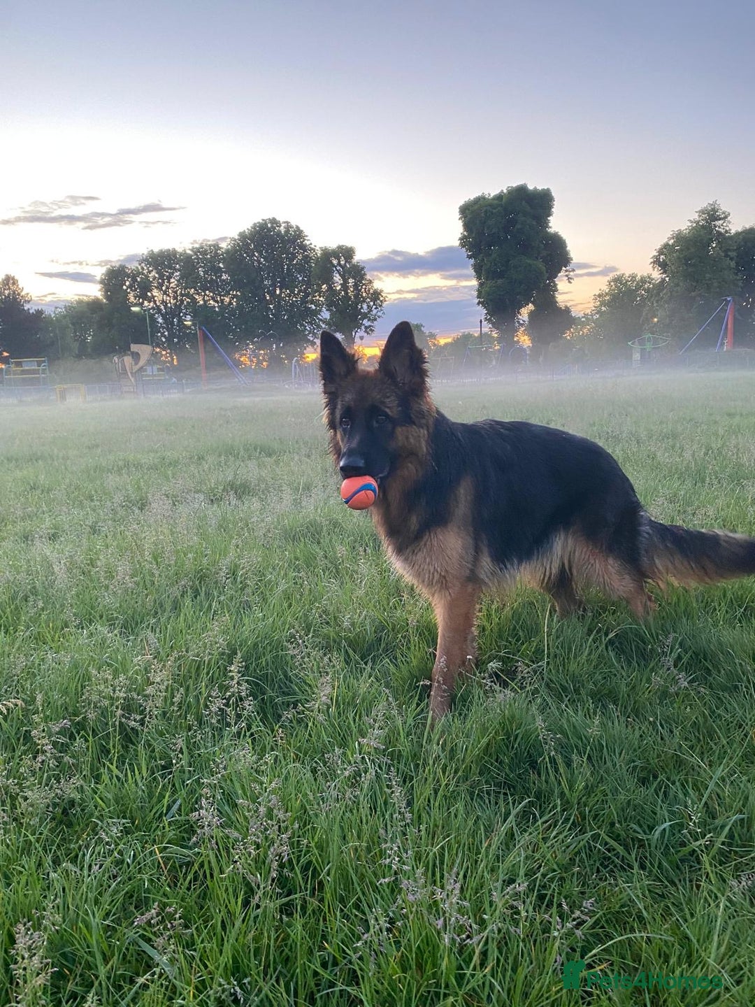 German Shepherd dogs for sale: Kc-registered German shepards puppies for sale - Image 26