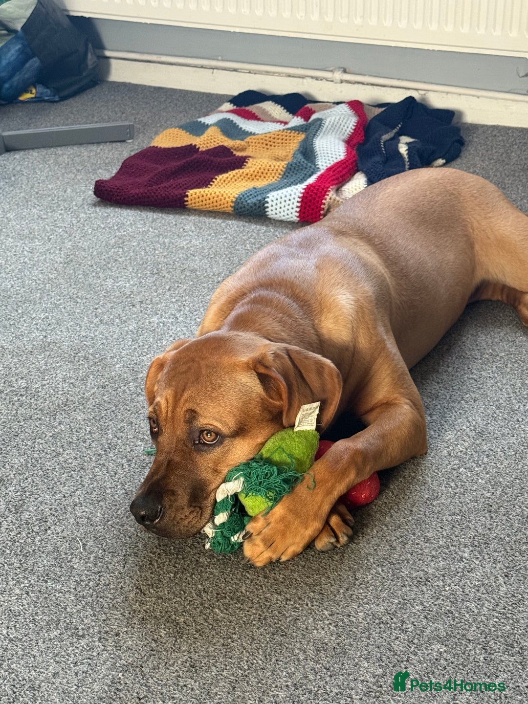 Mixed Breed dogs for sale: 6 month old female ridgeback mastiff cross. - Image 5