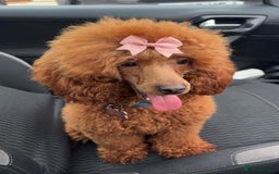 Miniature Poodle dogs for sale: Gorgeous apricot miniature poodle puppies - Image 12