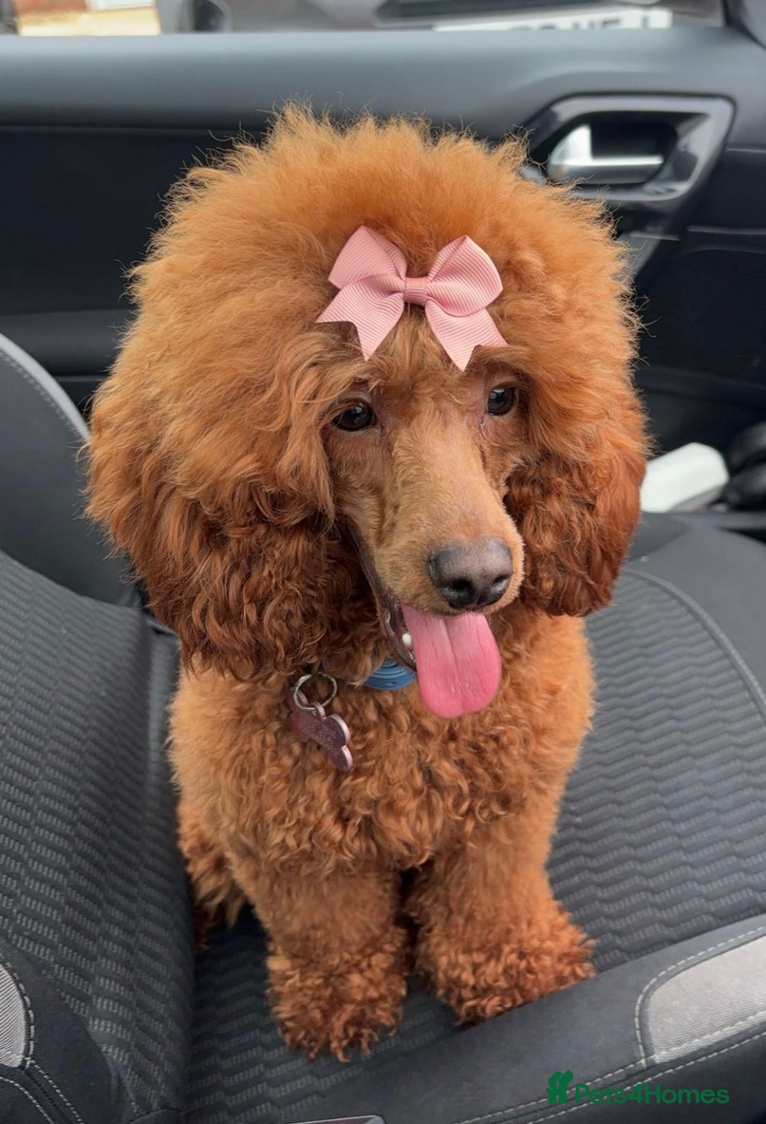 Miniature Poodle dogs for sale: Gorgeous apricot miniature poodle puppies - Image 12