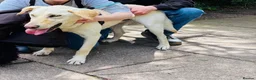 Mixed Breed dogs for sale: Looking for his new home and loving people - Advert 13