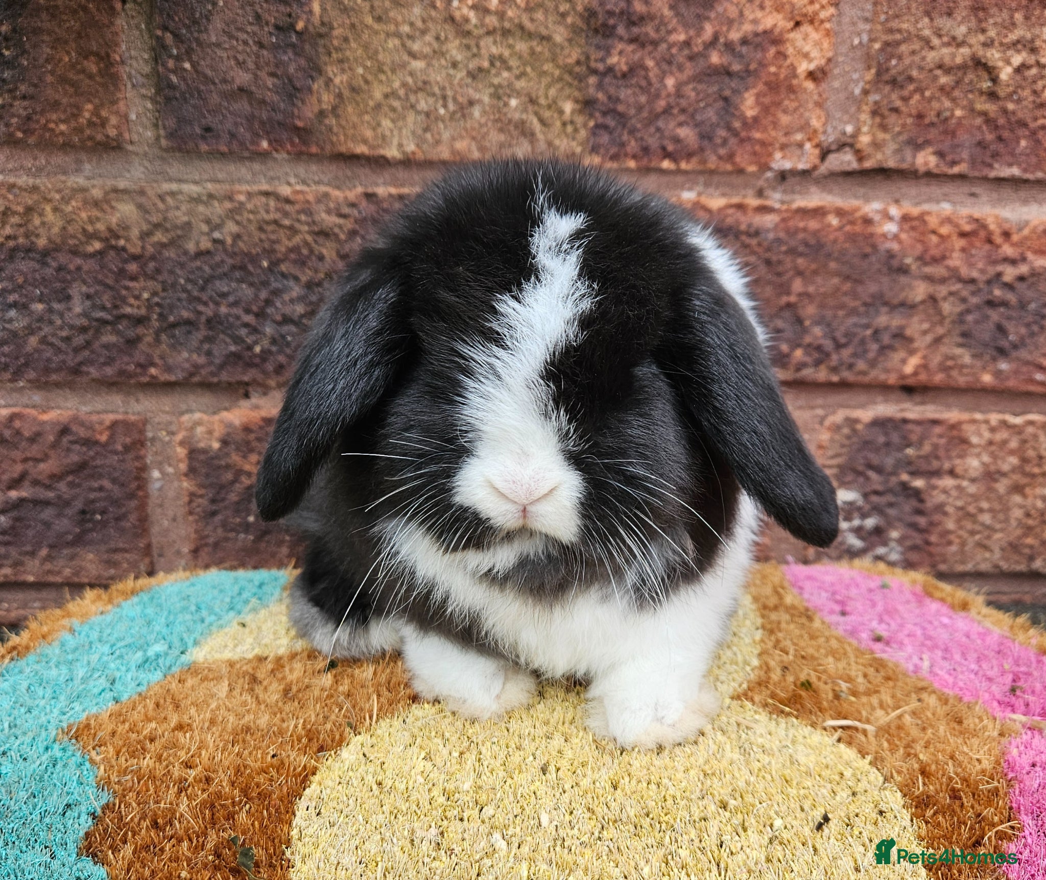 Mini Lop rabbits Baby mini lop rabbit - Advert 14
