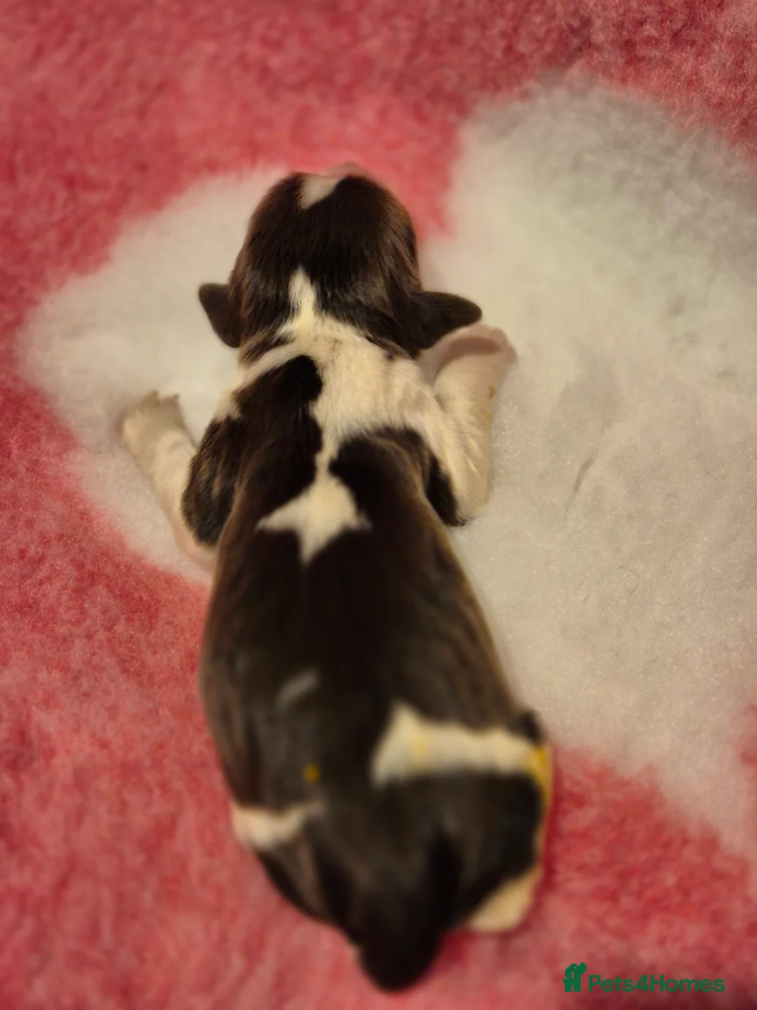 English Springer Spaniel dogs for sale:  Beautiful Liver & White Springer Spaniels - Advert 14