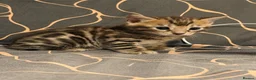 Bengal cats for sale: Beautiful Bengal Kittens – 1 Male & 3 Females 🐈😻 in London - Advert 10