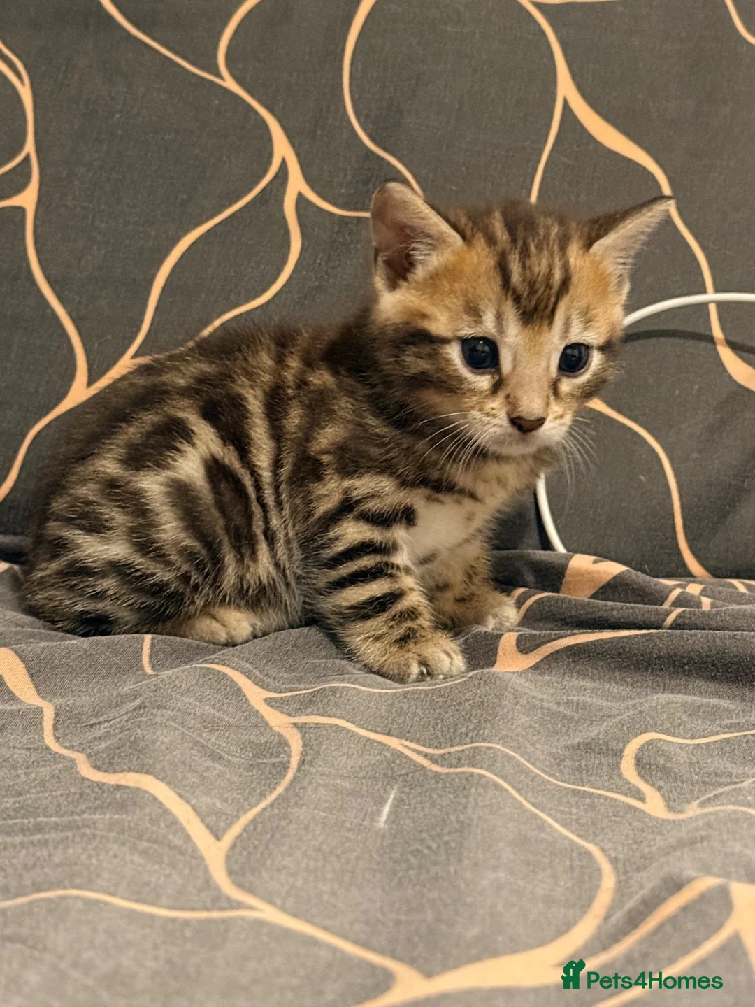 Bengal cats for sale: Beautiful Bengal Kittens – 1 Male & 3 Females 🐈😻 in London - Advert 10