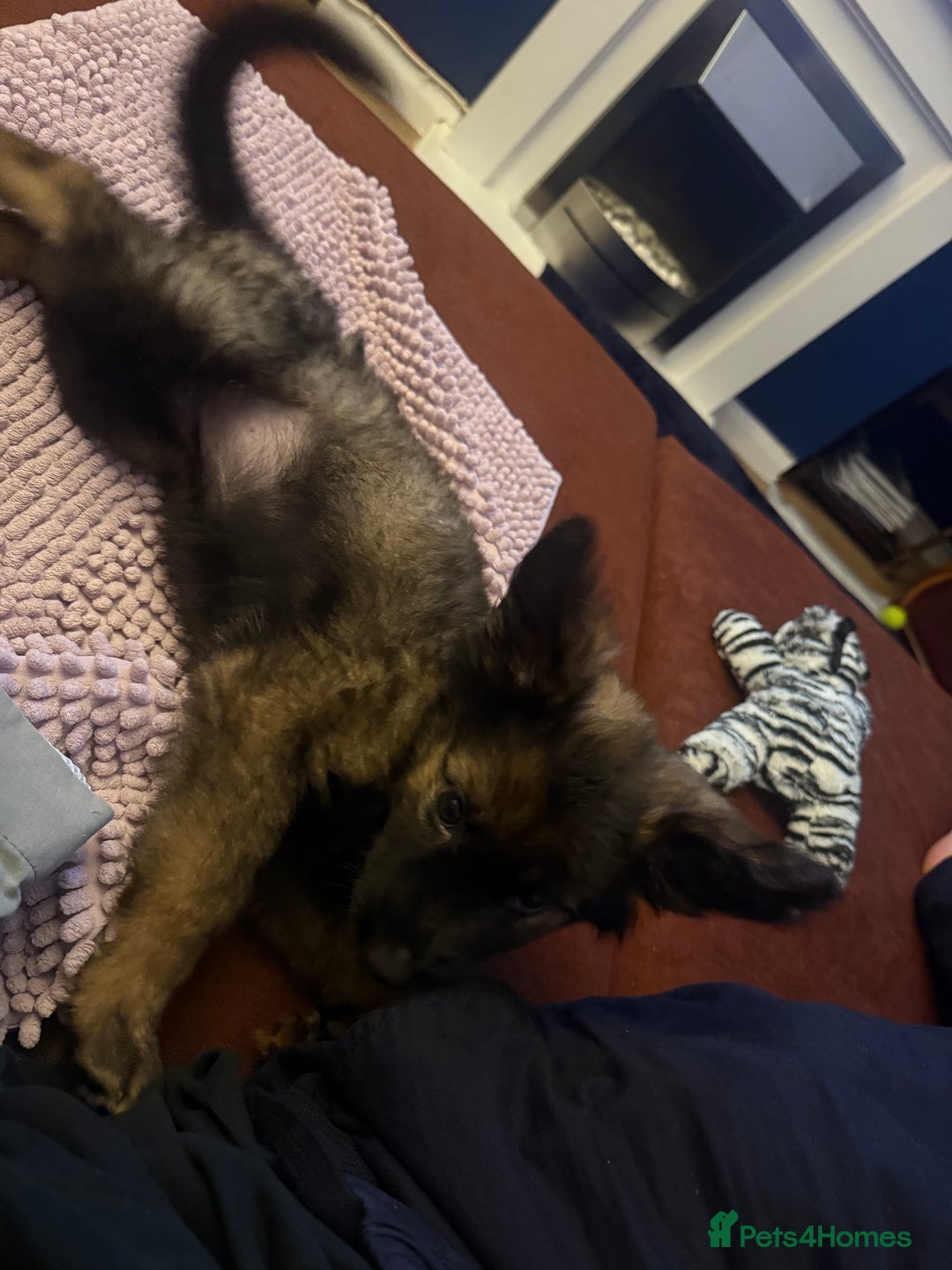 German Shepherd dogs for sale: German Shepherd Puppy - Advert 3