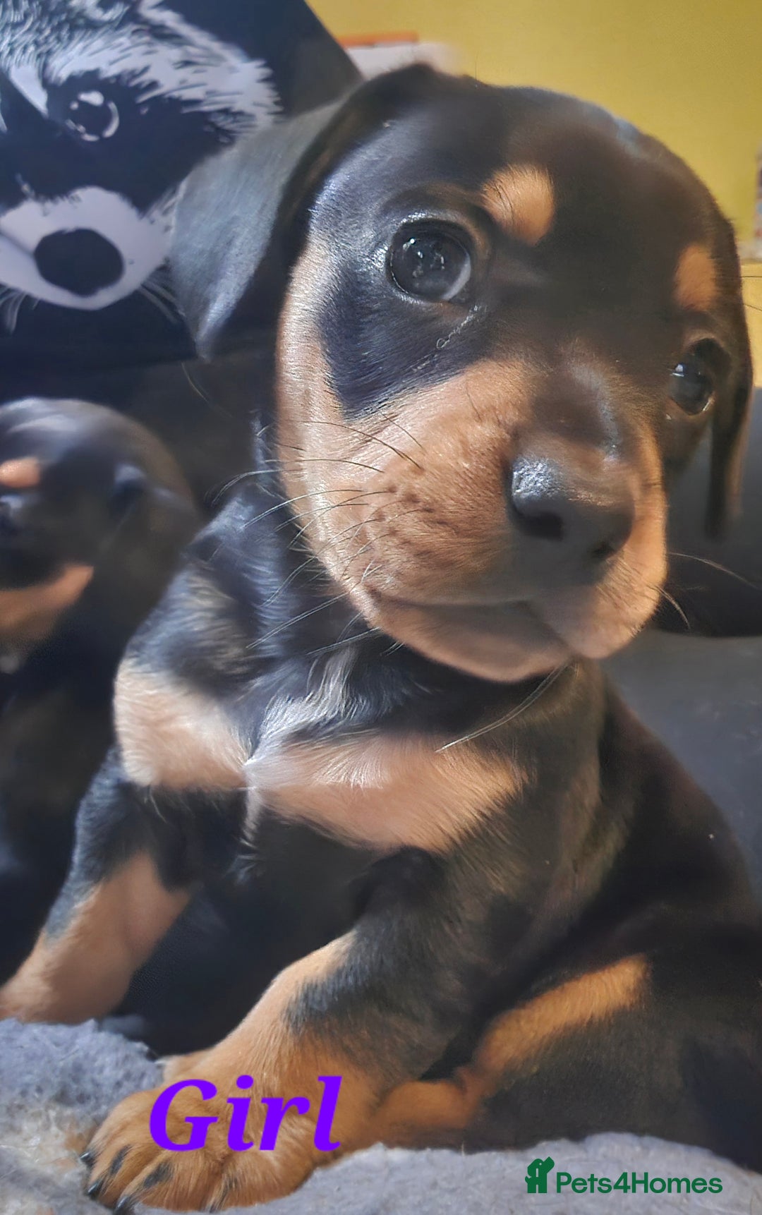 Mixed Breed dogs for sale: Frenchie x Miniature dachshund  - Advert 14