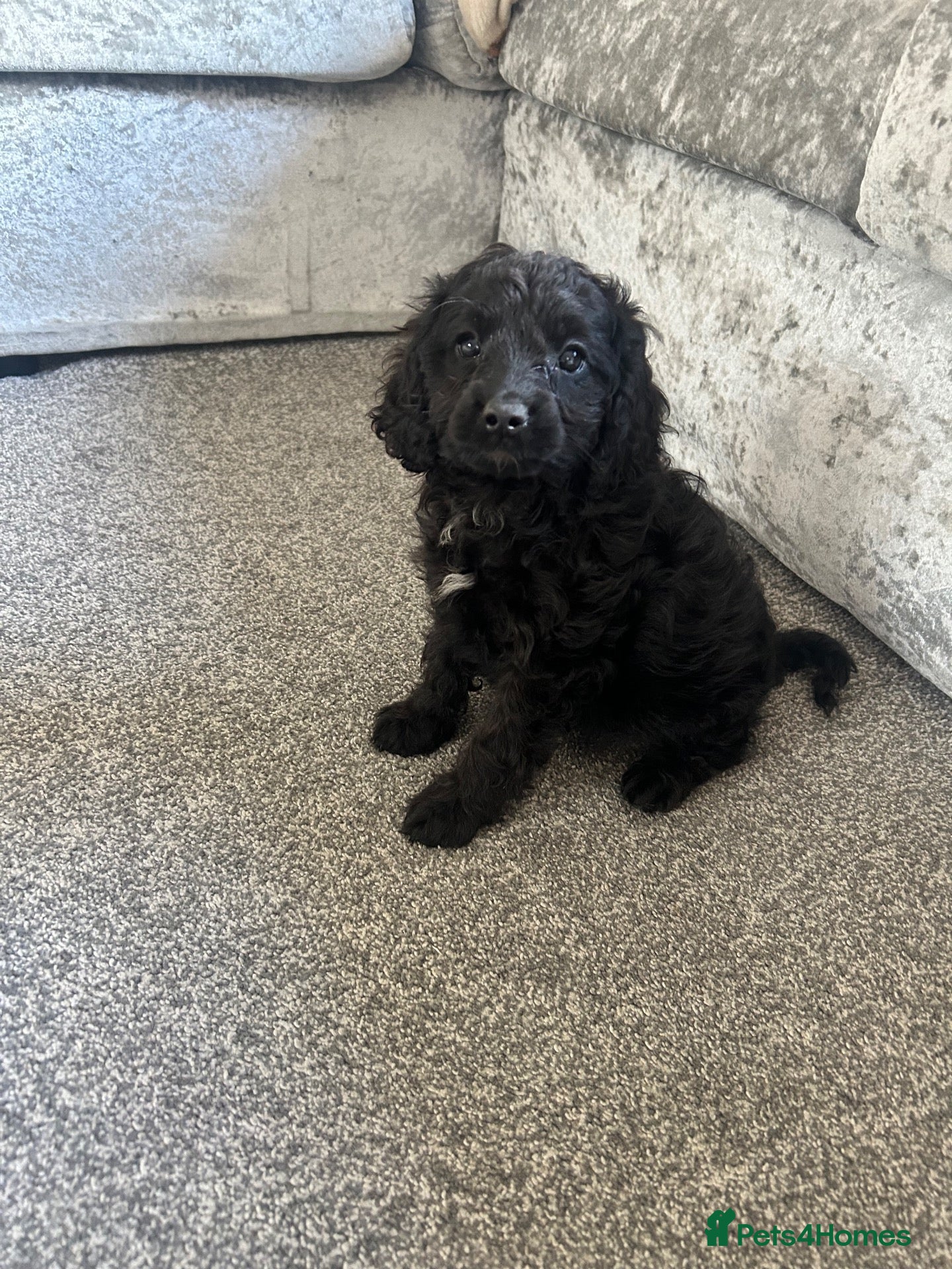 Cavapoo dogs Adorable Cavapoo pups just 1 black girl left ! - Advert 1