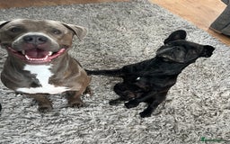 Mixed Breed dogs for sale: Staff/bullmastiff - Image 2