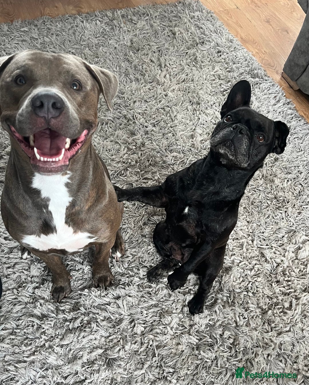Mixed Breed dogs for sale: Staff/bullmastiff - Image 2