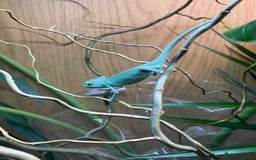 Chameleon reptiles for sale: Yemen Chameleon + Vivarium Setup Kit - Image 6