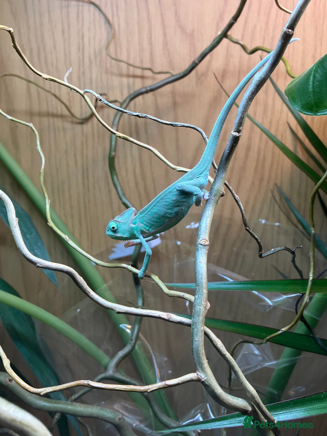 Chameleon reptiles for sale: Yemen Chameleon + Vivarium Setup Kit - Image 6