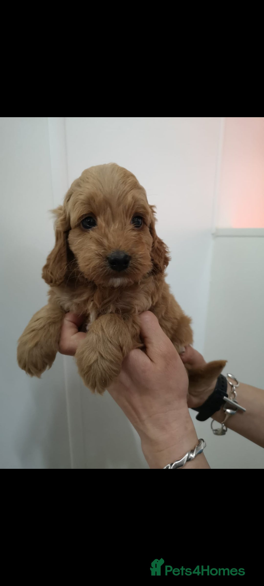 Cockapoo dogs for sale: Amazing F1 Mini Cockapoos  - Advert 18
