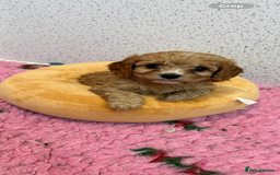 Cavapoo dogs for sale: Beautiful Health Tested F1 Cavapoos 🐶 - Image 13