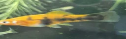 Platies fish for sale: Platy - Advert 5