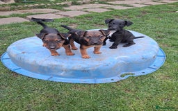 Lakeland Terrier dogs for sale: Lakeland terrier girls - Image 1