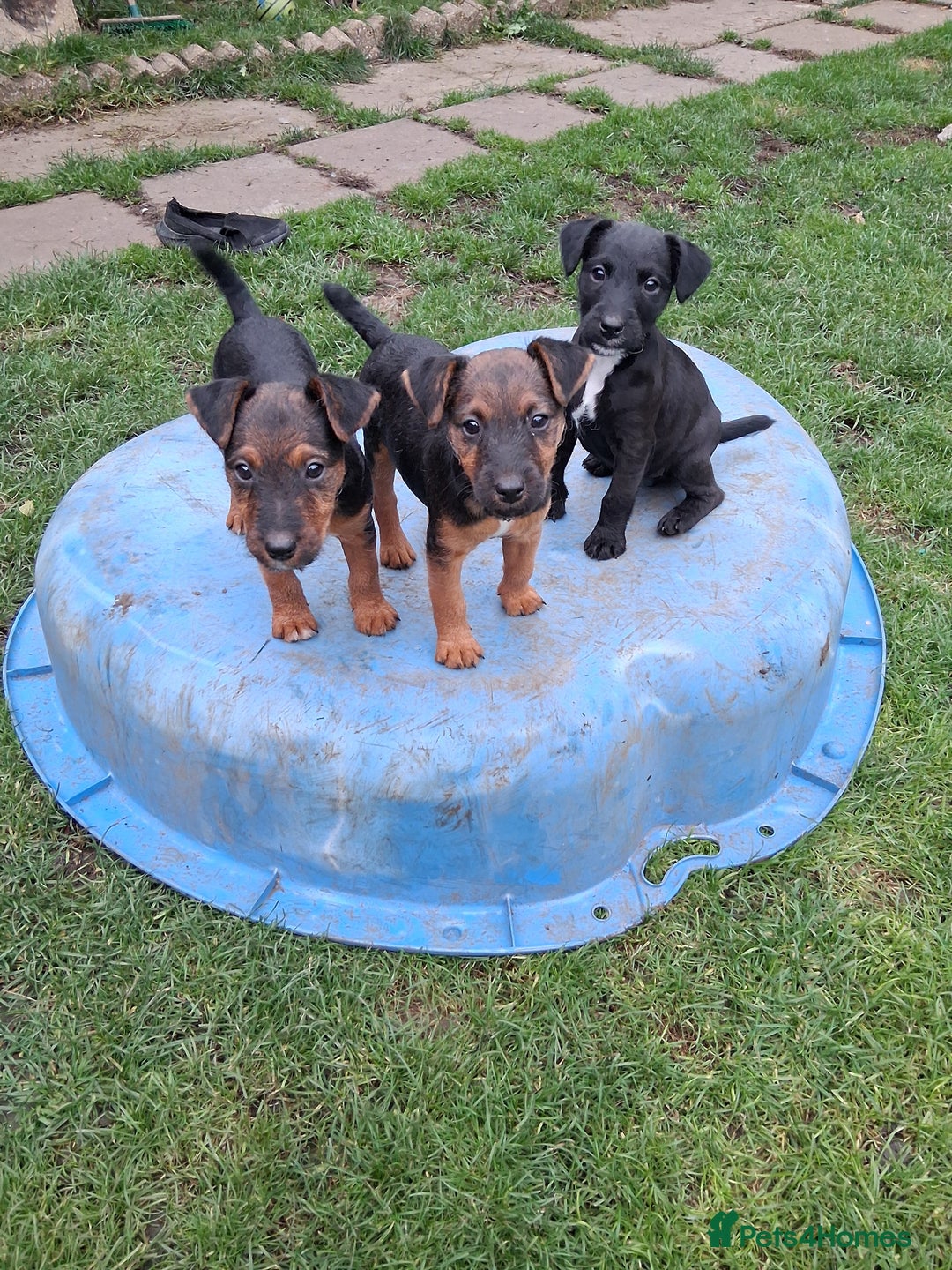 Lakeland Terrier dogs for sale: Lakeland terrier girls - Image 1