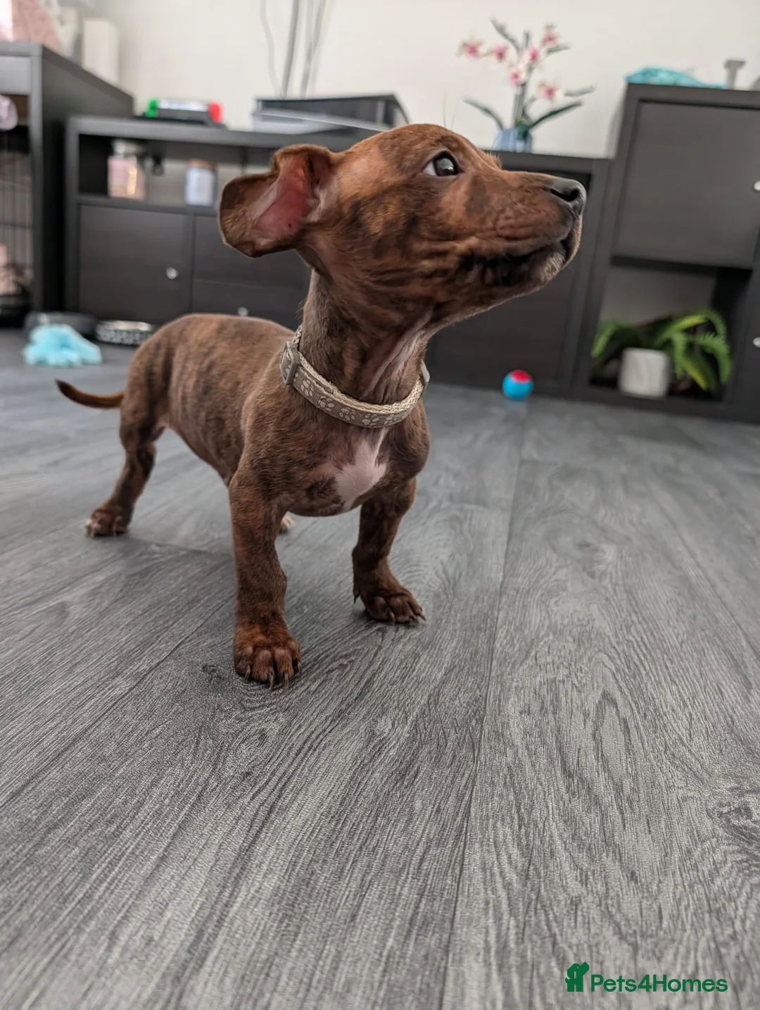 Mixed Breed dogs for sale: 5 month old Staffy dachshund cross  - Advert 6