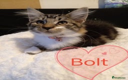 Mixed Breed cats for sale: No deposit, kittens free to good home  - Image 1