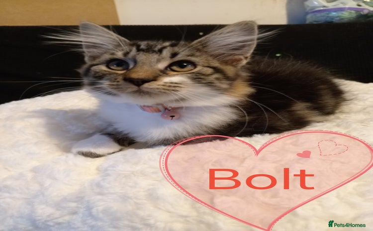 Mixed Breed cats - Advert 1