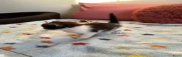 Mixed Breed cats for sale: Kitten looking for a house - Advert 5