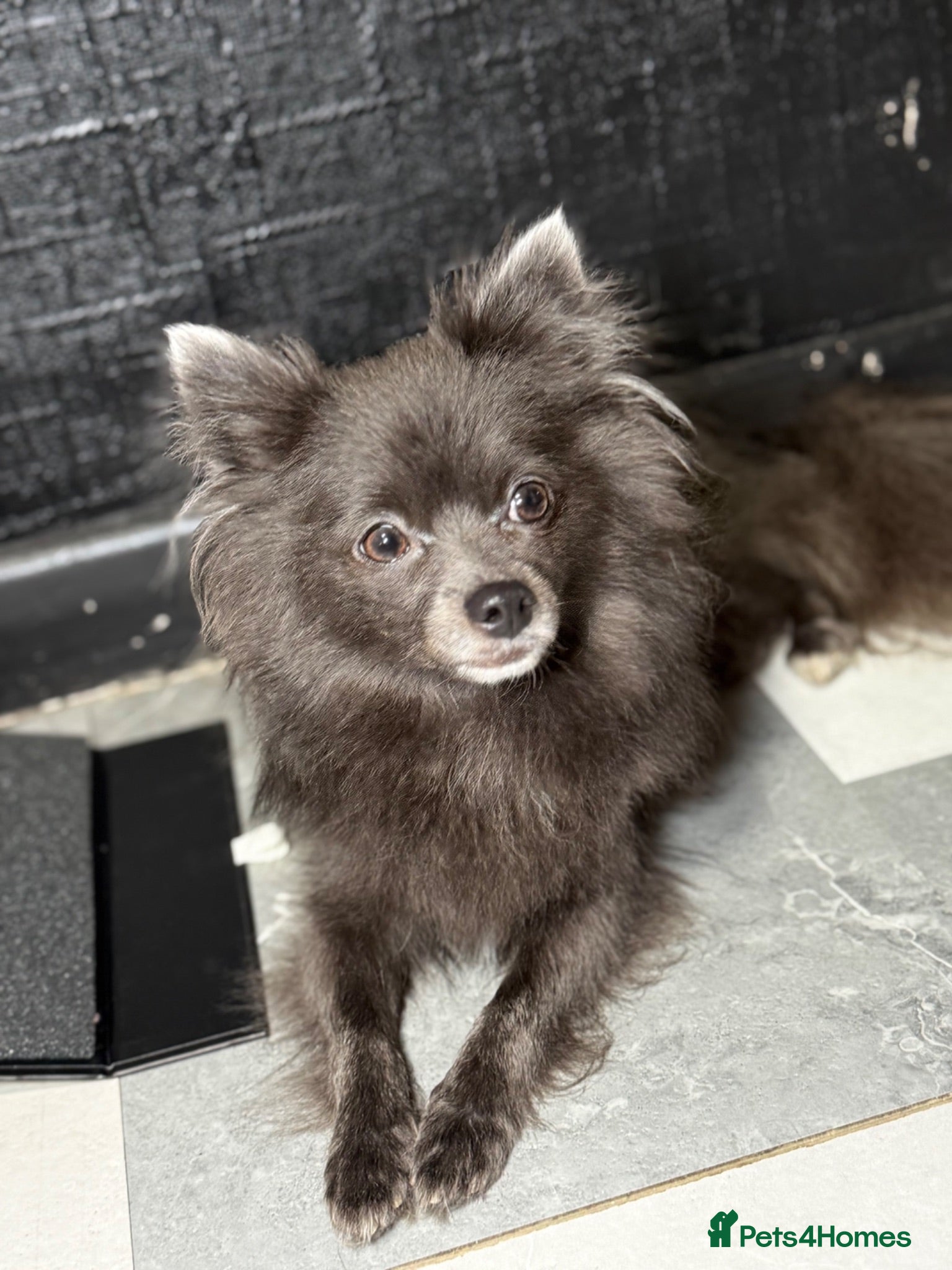 Pomeranian dogs Pomeranian puppies  - Advert 1