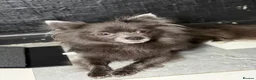 Pomeranian dogs for sale: Pomeranian puppies  - Advert 1