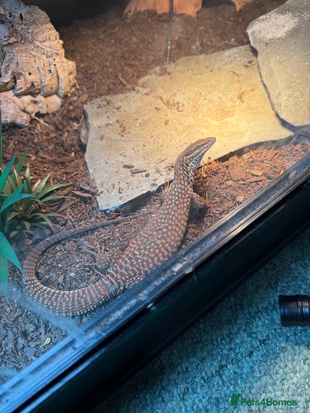 Monitor reptiles for sale: Ackie Monitor For Sale  - Image 1
