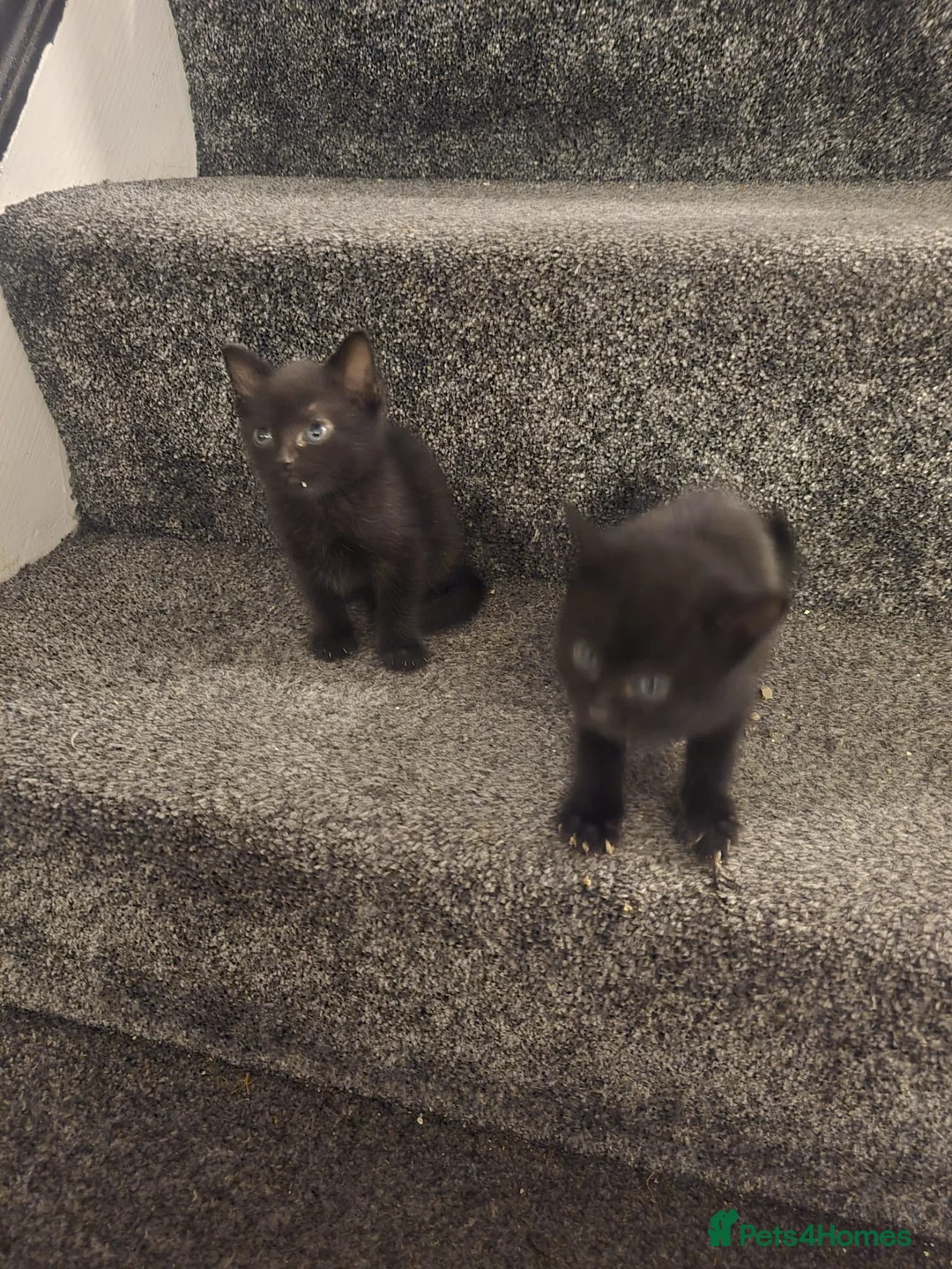 British Shorthair cats for sale: 2 gorgeous British shorthair boys available  - Advert 8
