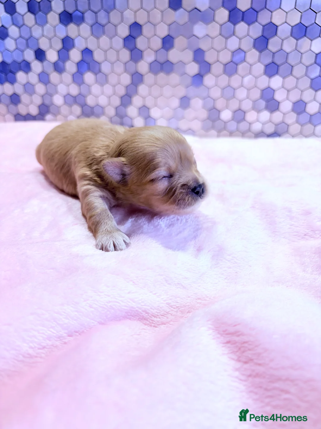 Maltipoo dogs for sale: F1 Korean multipoo babies, health tested  - Advert 2