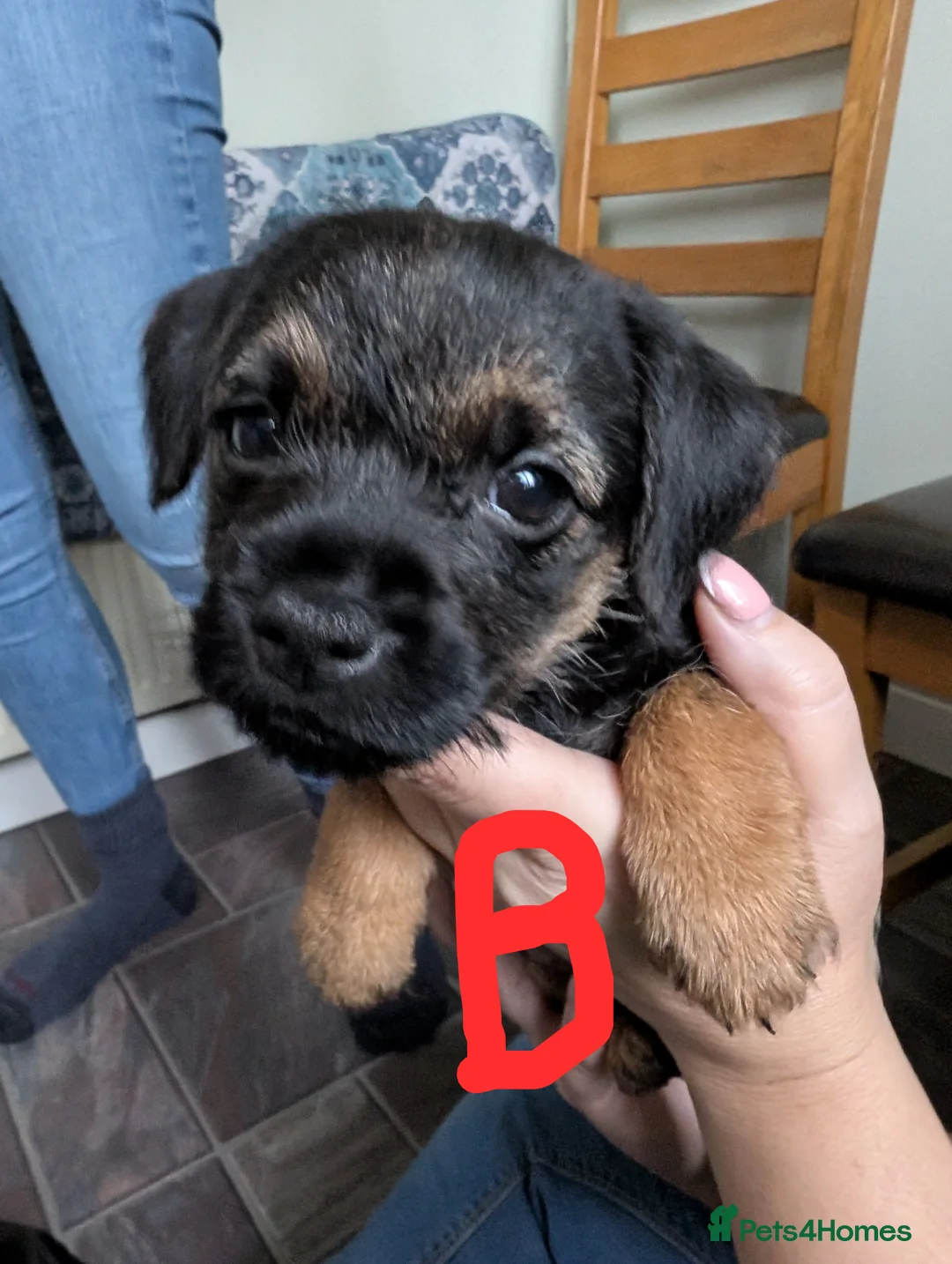 Border Terrier dogs for sale: Beautiful Border Terrier Puppies - Advert 2