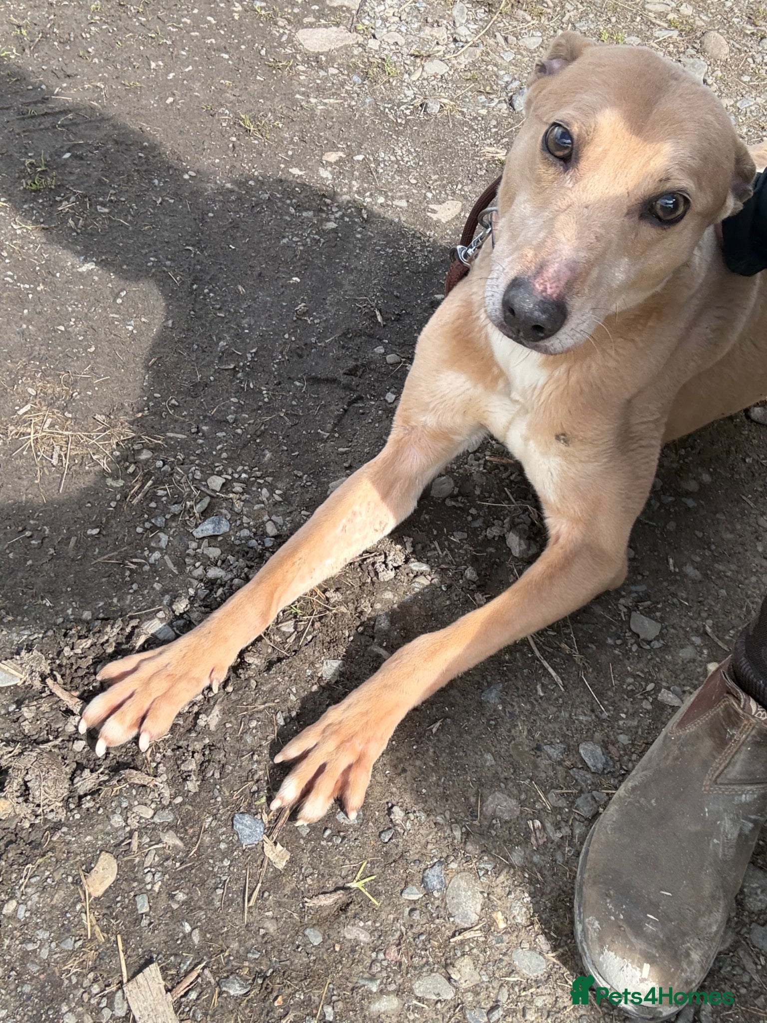 Greyhound dogs Beautiful Fawn Light Brown Male Greyhound (4yrs) - Advert 1
