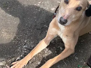 Greyhound dogs Beautiful Fawn Light Brown Male Greyhound (4yrs) - Advert 2