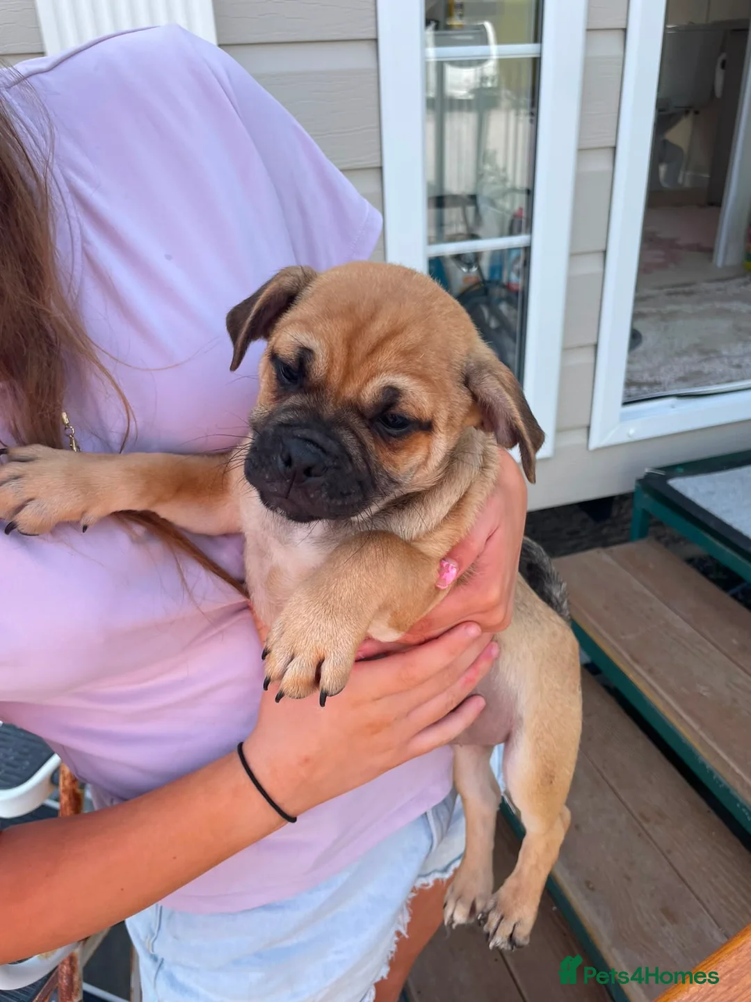Jug dogs for sale: Jug puppies  - Advert 1