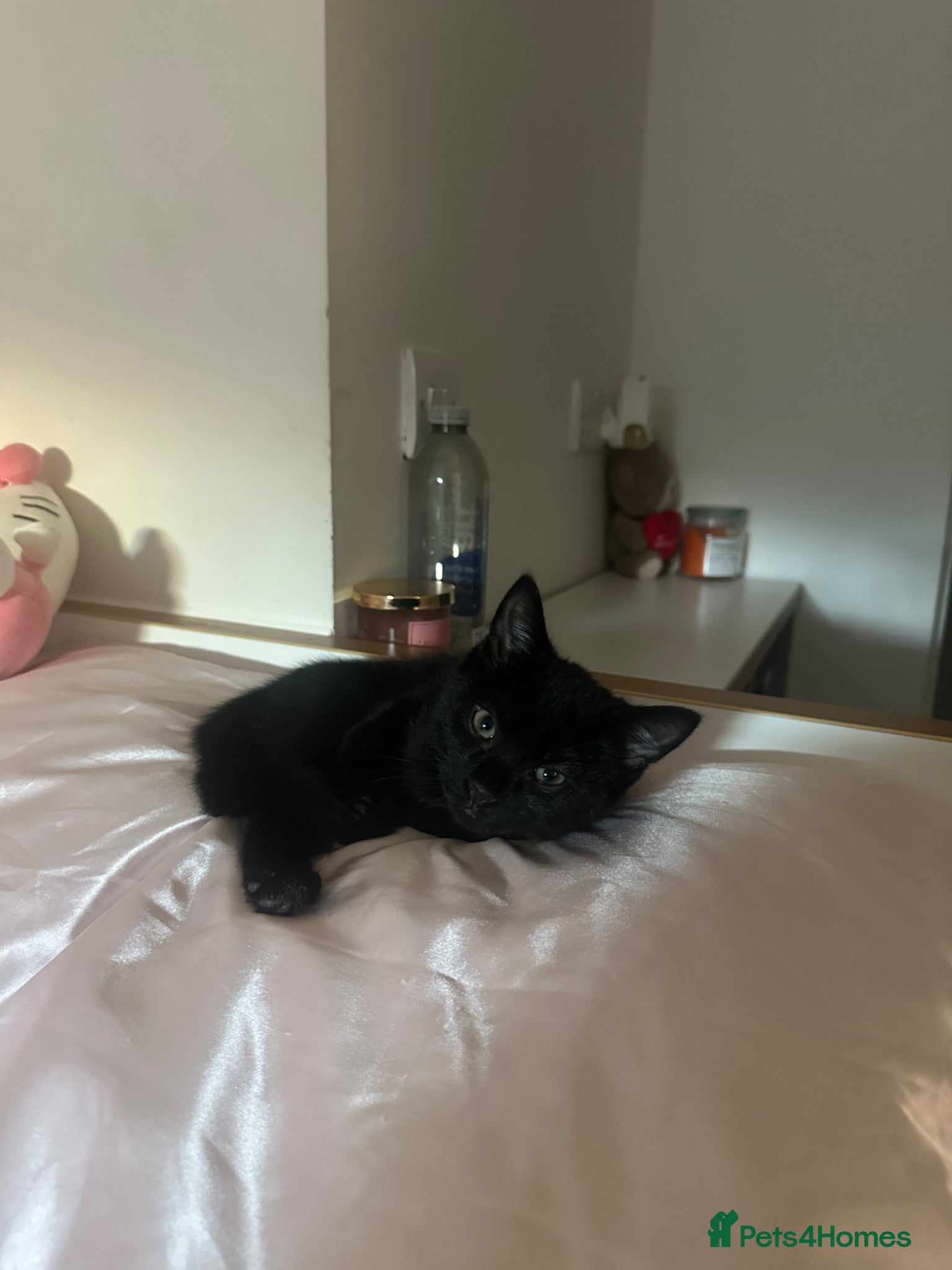 Mixed Breed cats 5 month Beautiful Black Cat  - Advert 2