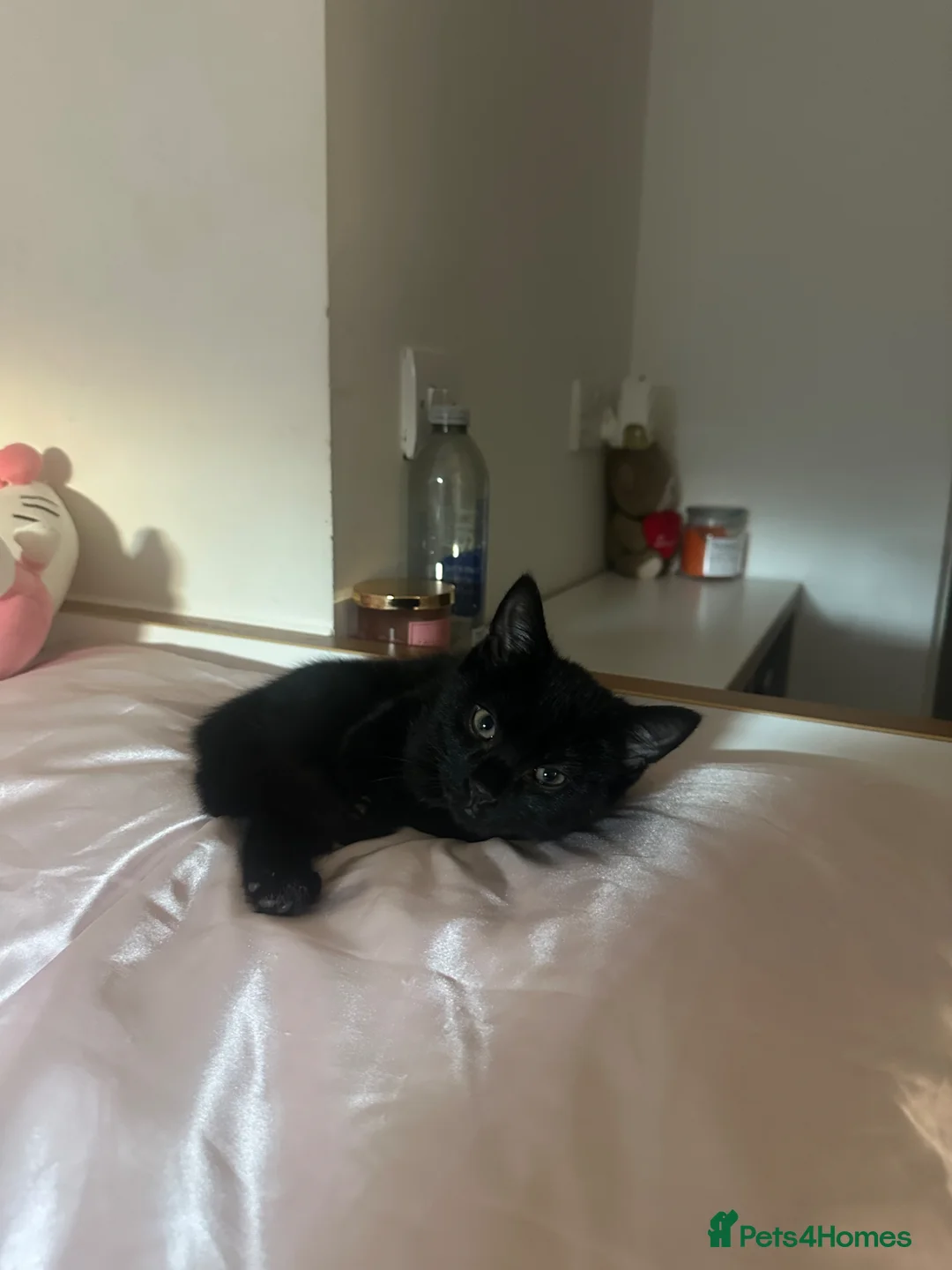 Mixed Breed cats for sale: 5 month Beautiful Black Cat  in Leicester - Advert 1