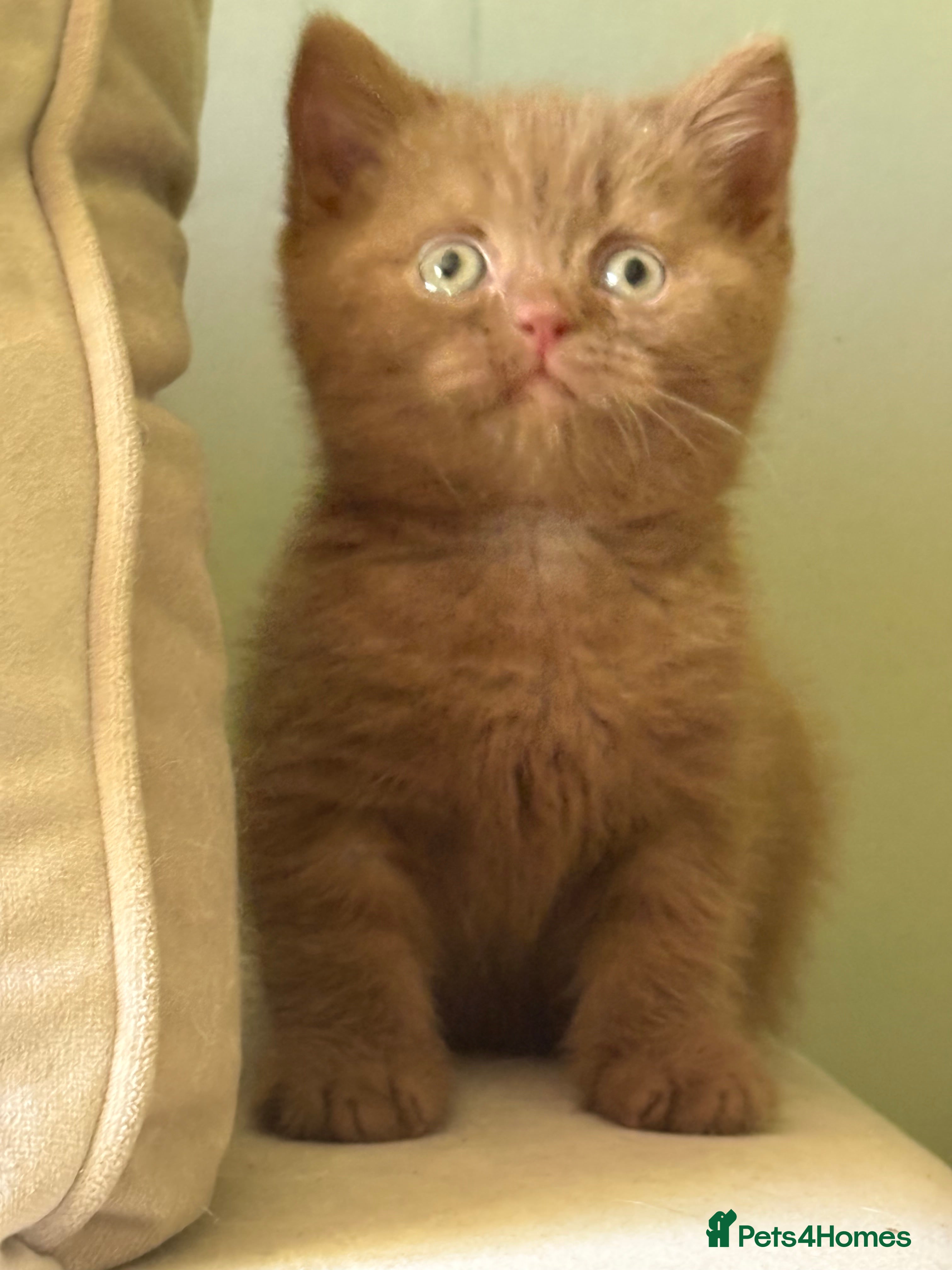 British Shorthair cats GCCF REG BOYS  - Advert 21