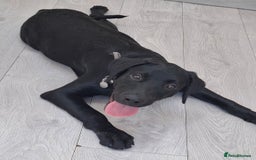 Labrador Retriever dogs for adoption: Gorgeous Lab Puppy for adoption - Image 2