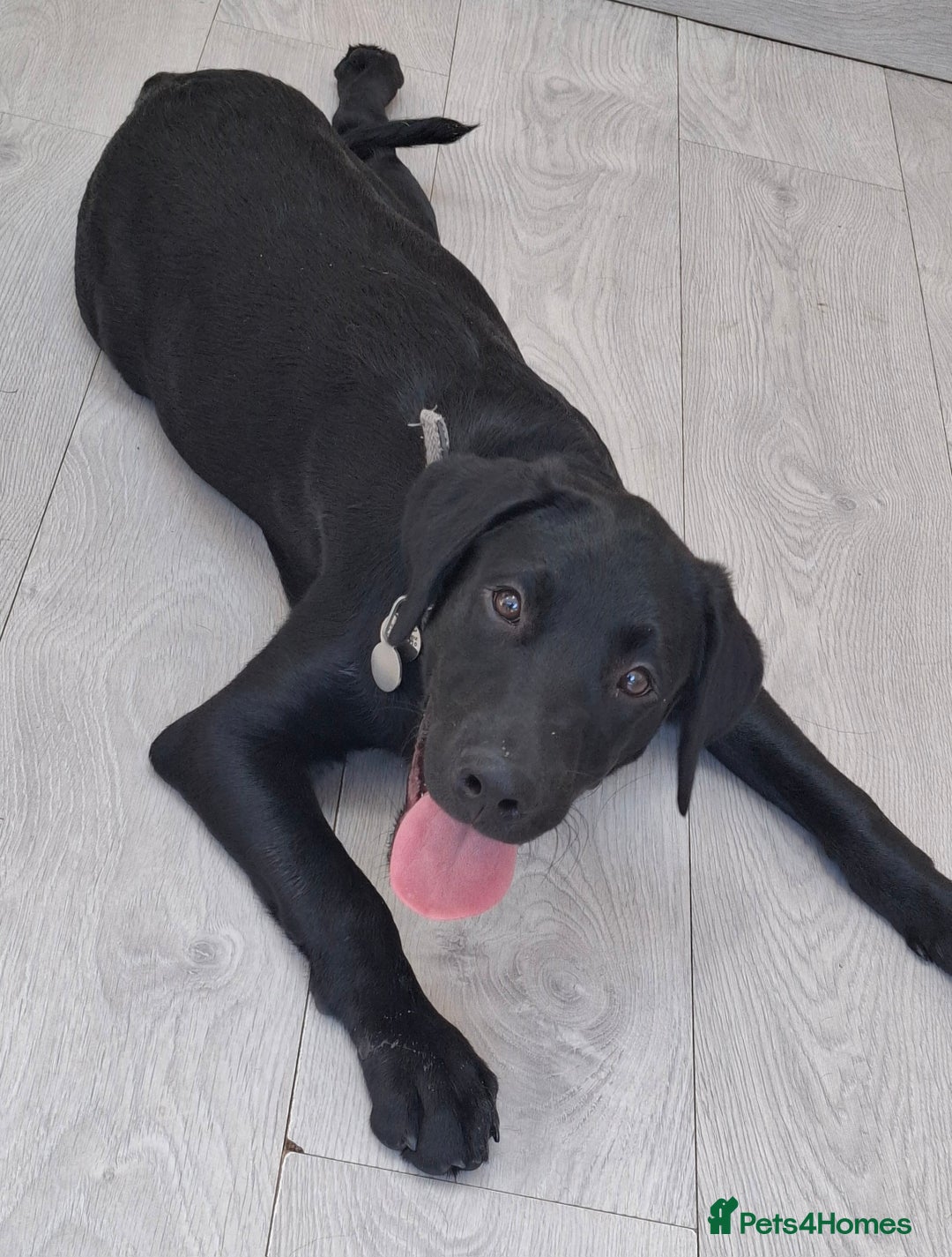 Labrador Retriever dogs for adoption: Gorgeous Lab Puppy for adoption - Image 2
