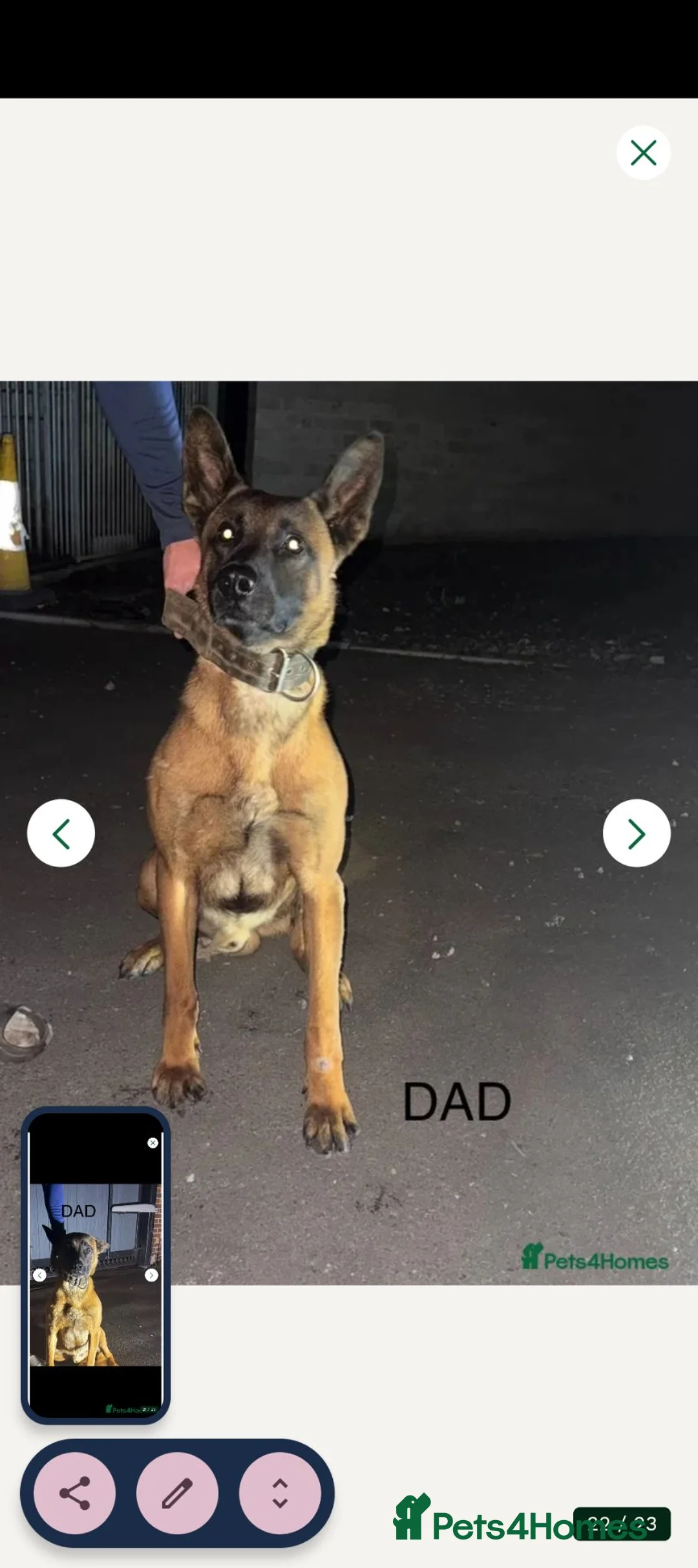 Belgian Shepherd Dog dogs for sale: Belgium malamar Puppy traind in Brierley Hill - Advert 2