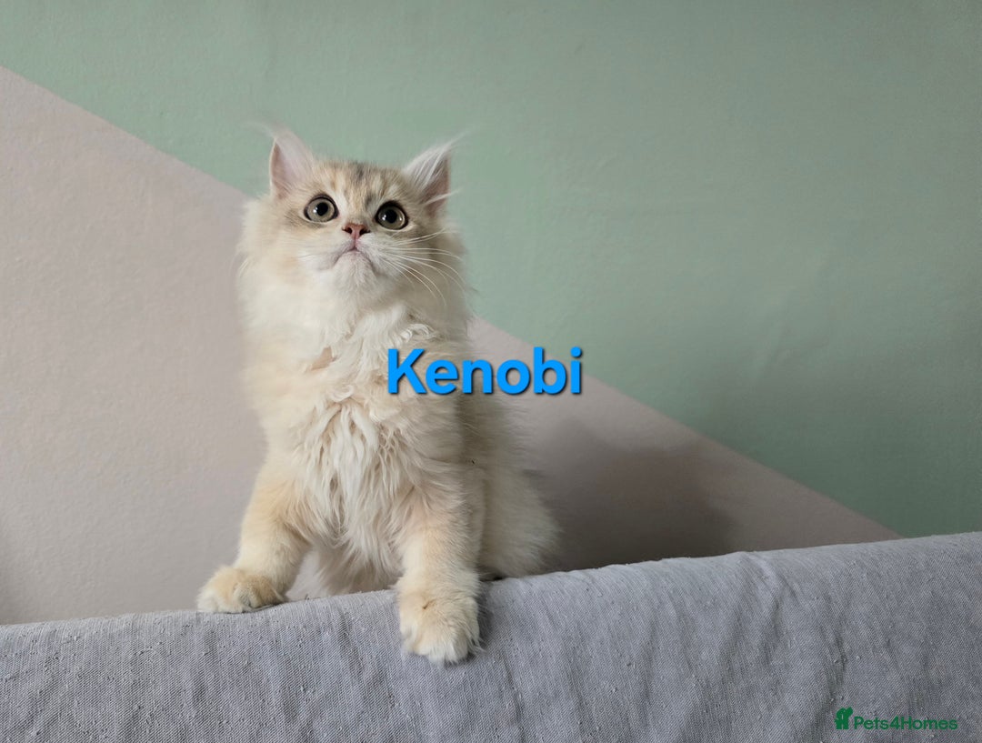 British Shorthair cats for sale: Pedigree golden British shorthair  - Image 8
